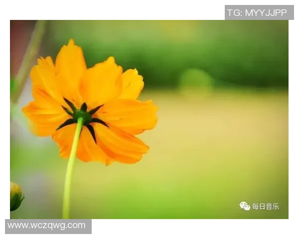 王岚的音乐旅程与人生哲学探讨：从旋律中寻找灵魂的共鸣与成长